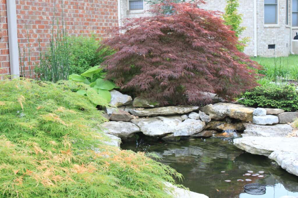 pond with japanese maple nolensville tn