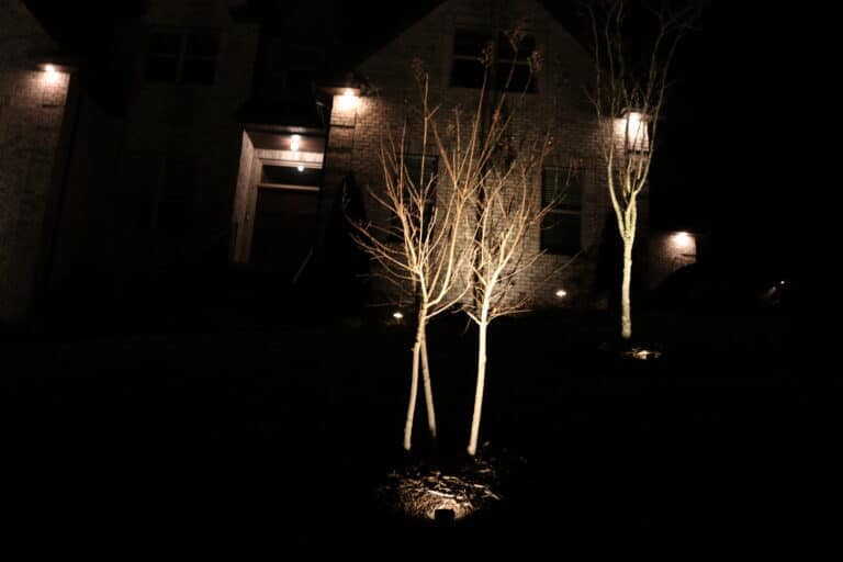 short tree closeup outdoor lighting nolensville
