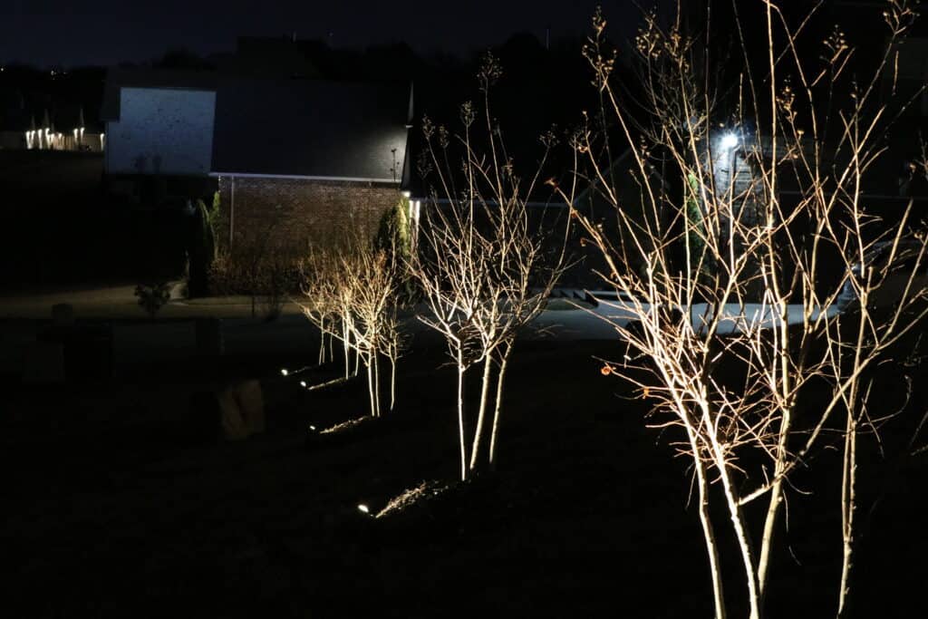 short trees in the dark outdoor lighting