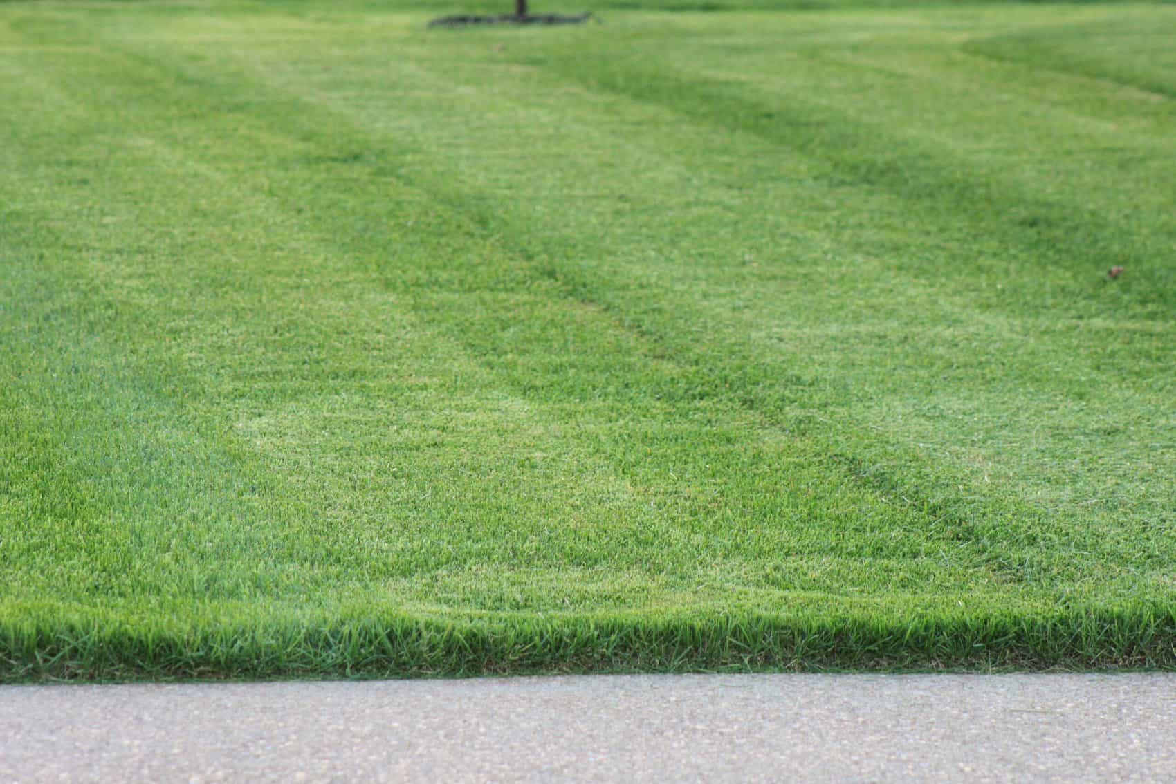 Quigley's Fescue Sod Services